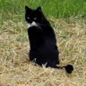 Meet your Posher, Joy